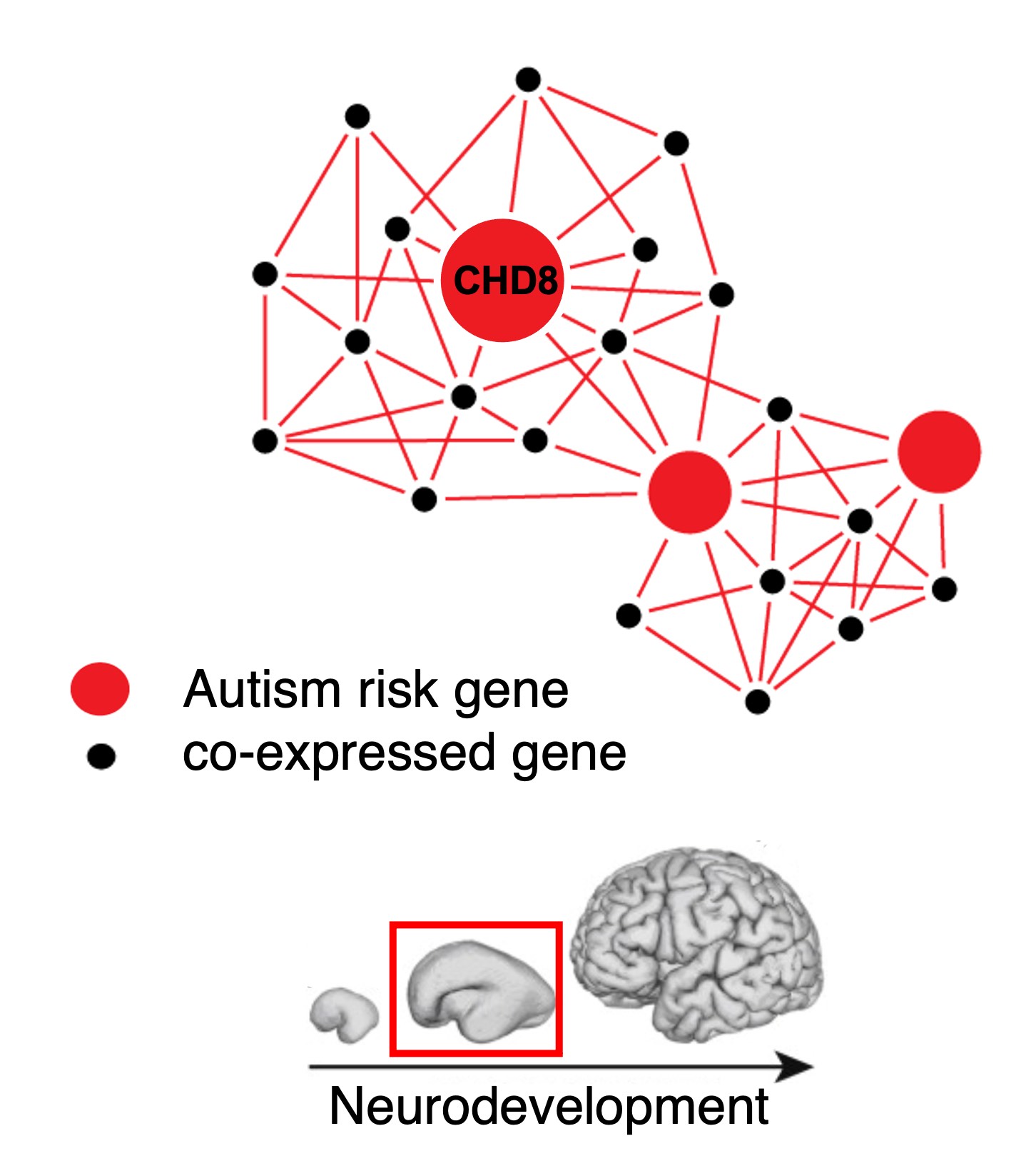 figure
                        illustrating how CHD8, during neurodevelopment, regulates the expression of other
                        genes that are co-expressed in networks that are also associated with likelihood of autism.