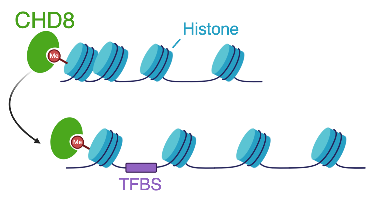 diagram
                    illustrating rearrangement of nucleosomes via CHD8 binding
                    to methyl groups on histones