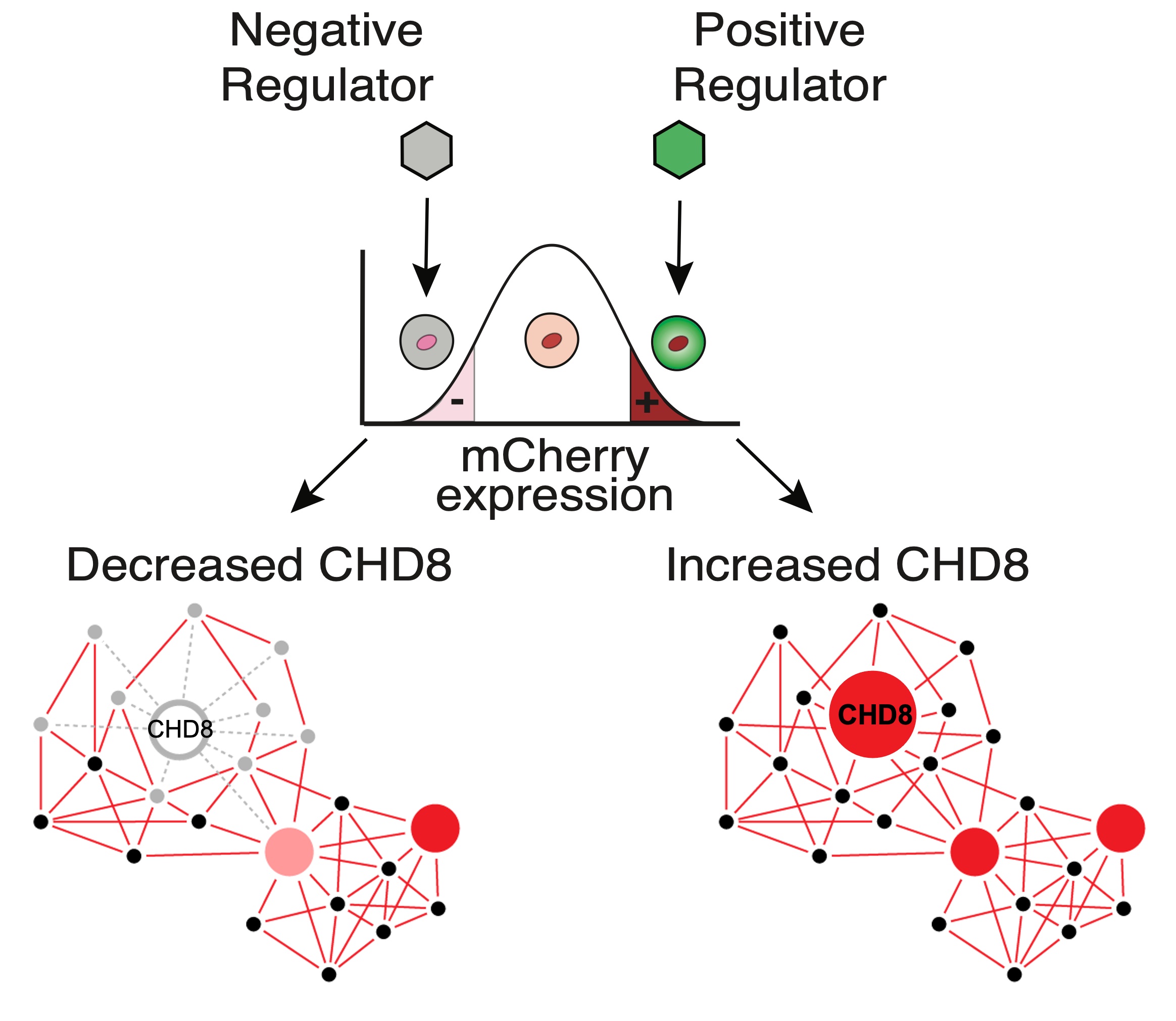 experimental
                        outline to determine compounds that increase or
                        decrease CHD8 expression in-vitro of human neural stem
                        cells (hNSCs) expressing an mCherry-tagged
                        CHD8 reporter