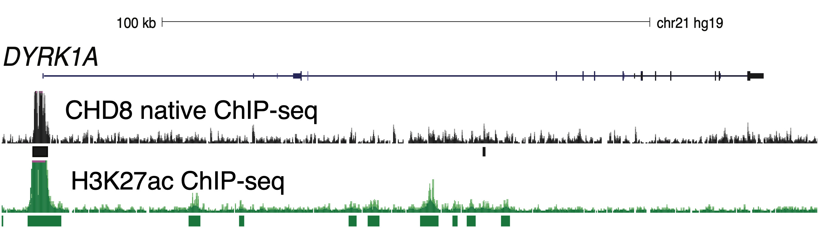 ChIP-seq diagram
                        of human neural stem cells (hNSCs) showing the
                        overlap of CHD8 binding at the DYRK1A promoter (a known
                        CHD8 target and ASD risk gene) with the active chromatin
                        mark H3K27ac.