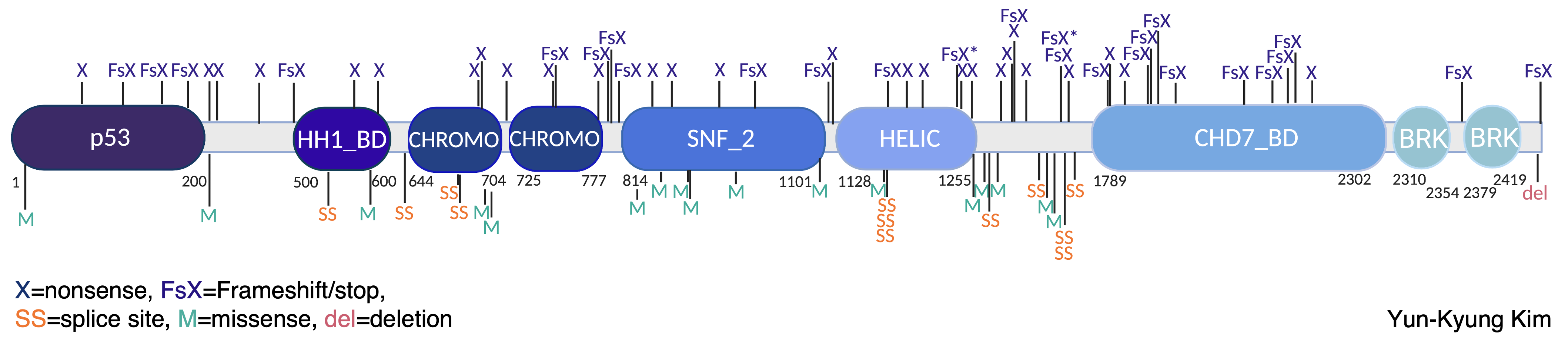 schematic diagram
                        illustrating the
                        positions of likely damaging mutations in human CHD8
                        gene from patients diagnosed with ASD