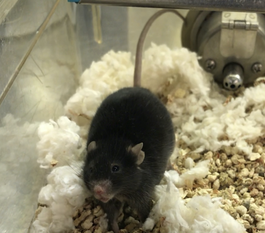 a mouse
                        undergoing a spontaneous seizure triggered during a cage
                        change